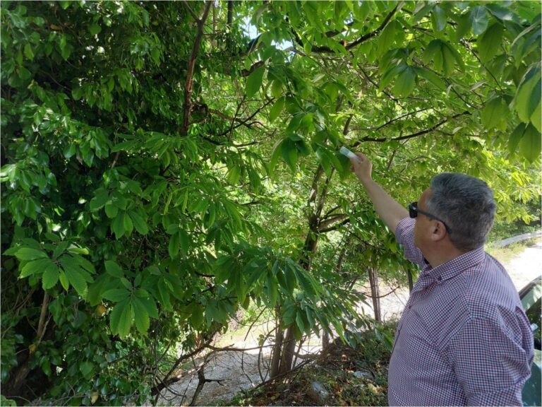 Περιφέρεια Θεσσαλίας: Εξαπόλυση Torymus sinensis για τη σφήκα της καστανιάς