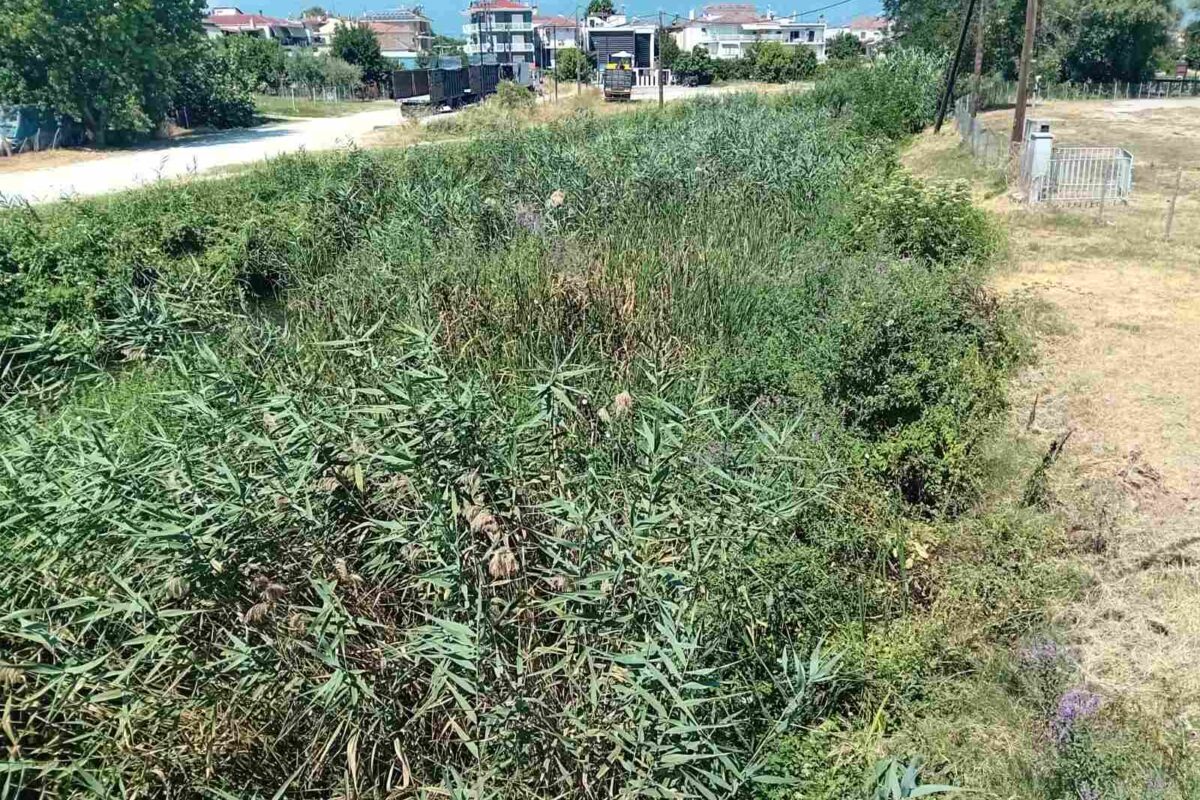 Αγιαμονιώτης ποταμός: Από τα μεγάλα όνειρα στις… ζούγκλες βλάστησης – Η πραγματική εικόνα του 2025