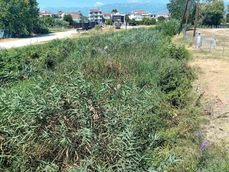 Αγιαμονιώτης ποταμός: Από τα μεγάλα όνειρα στις… ζούγκλες βλάστησης – Η πραγματική εικόνα του 2025