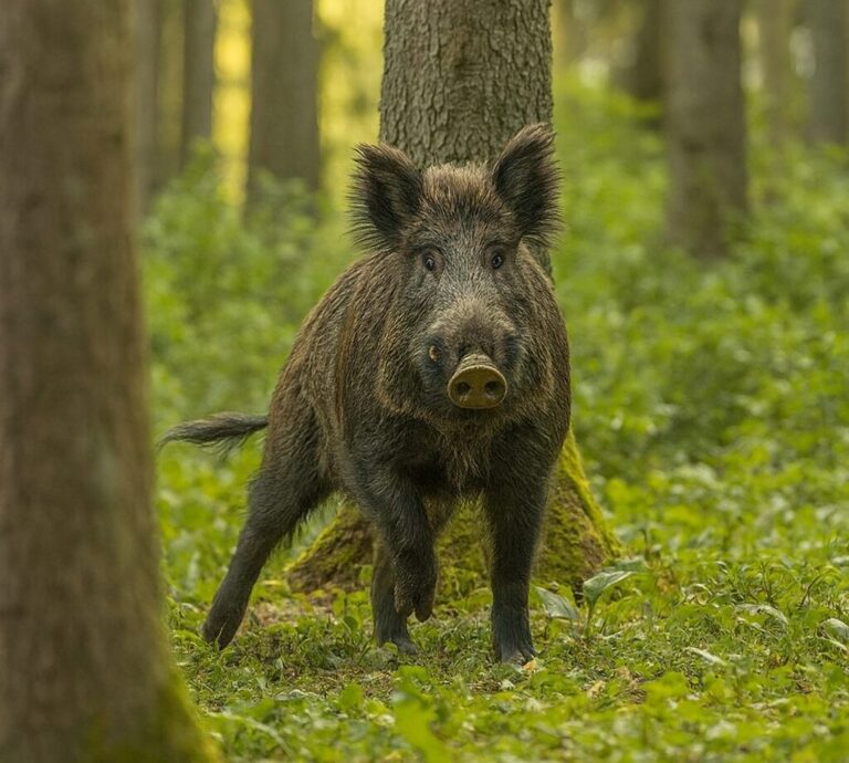 Η Κοντοτόλη έφερε τα αγριογούρουνα στη Βουλή