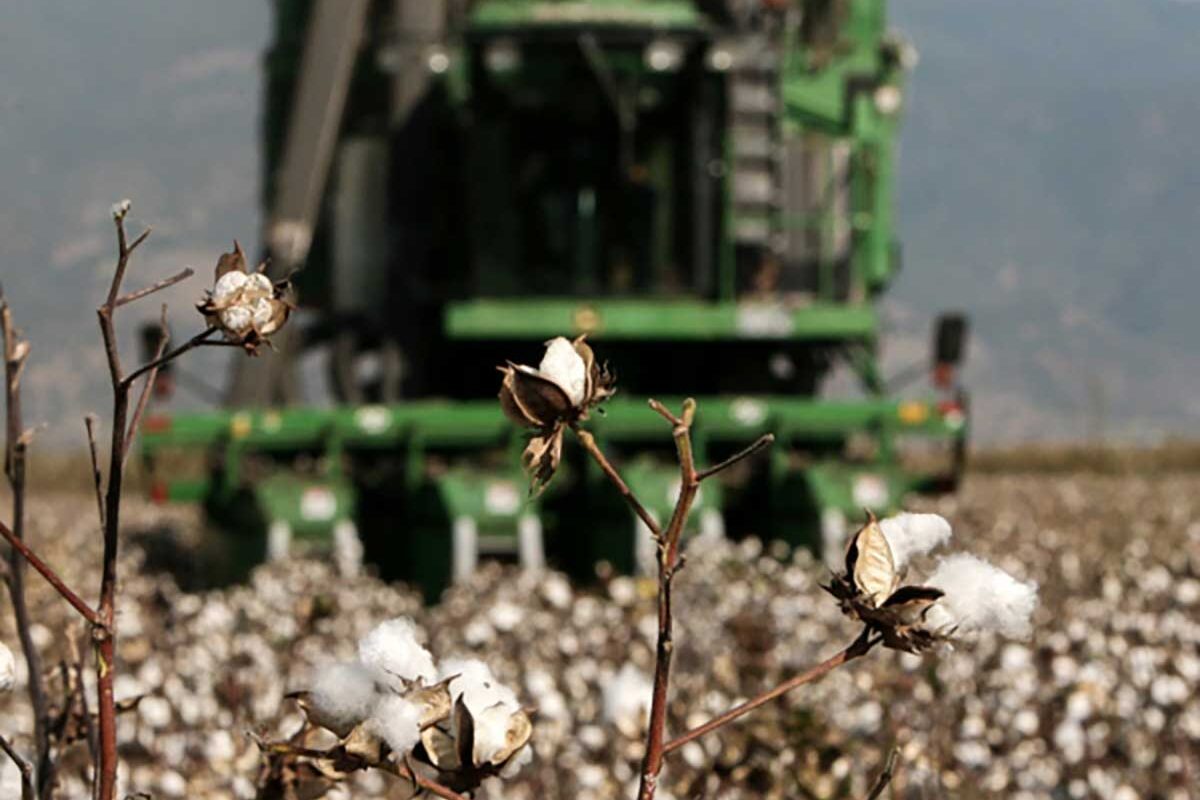 Ξεκάθαρη δέσμευση Κομισιόν για το ελληνικό βαμβάκι