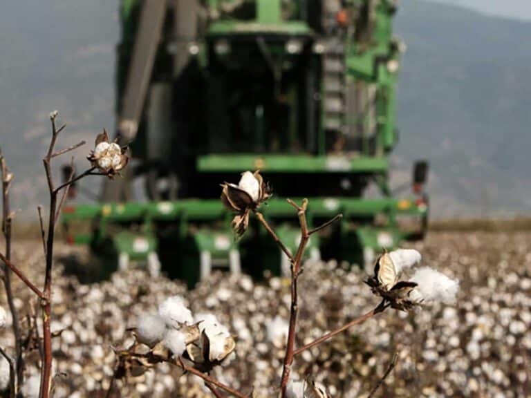 Βαμβάκι σε καλλιέργεια στη Θεσσαλία με αγροτικό μηχάνημα συγκομιδής στο βάθος