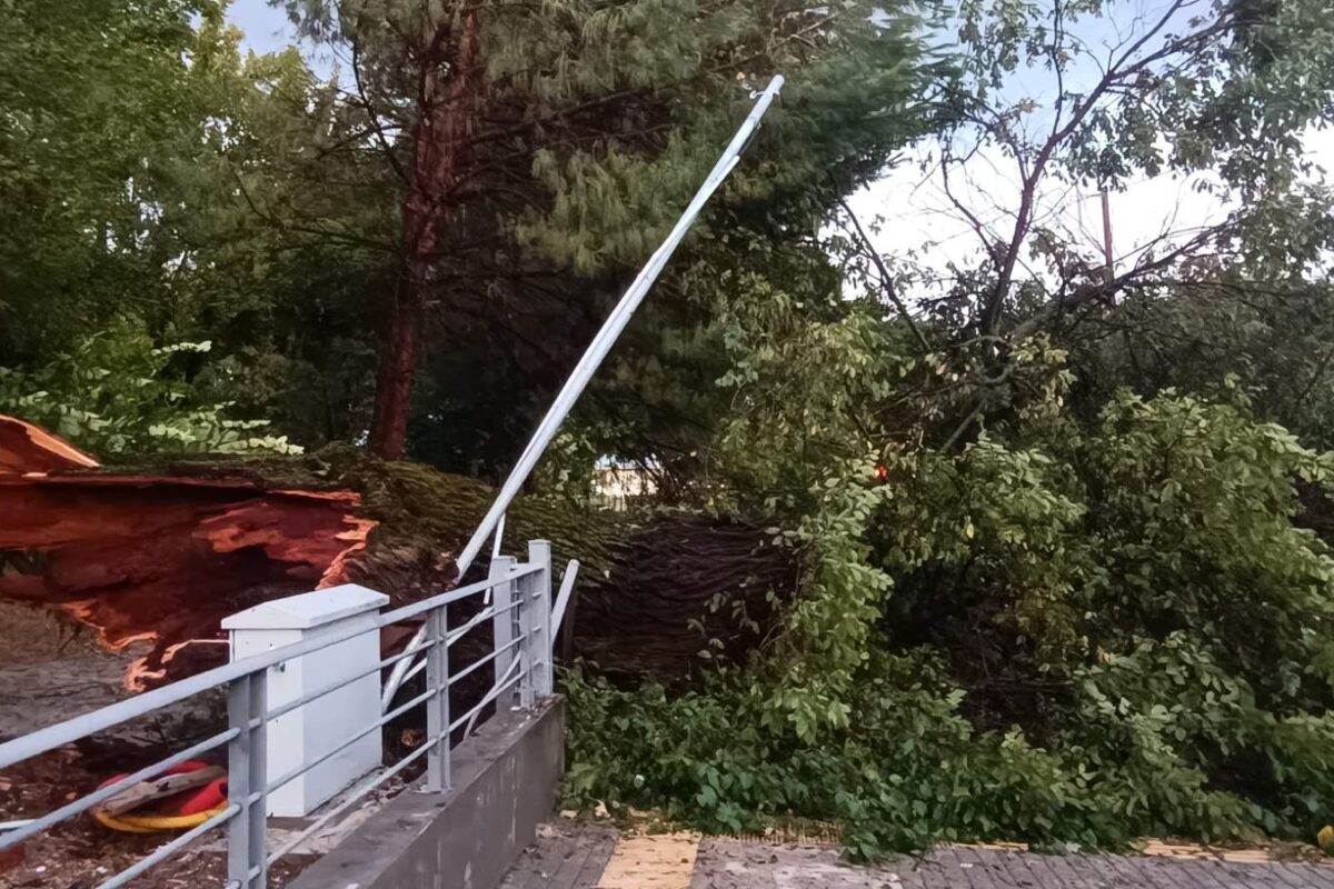 Τεράστιο δέντρο έπεσε στο Πάρκο Αγίου Γεωργίου – Στο σημείο Πυροσβεστική, ΔΕΗ και Αστυνομία