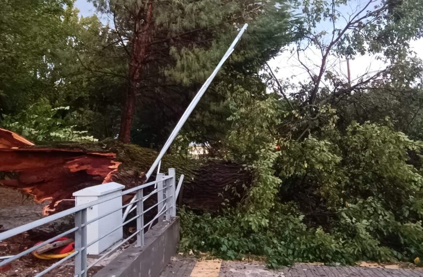Τεράστιο δέντρο έπεσε στο Πάρκο Αγίου Γεωργίου – Στο σημείο Πυροσβεστική, ΔΕΗ και Αστυνομία