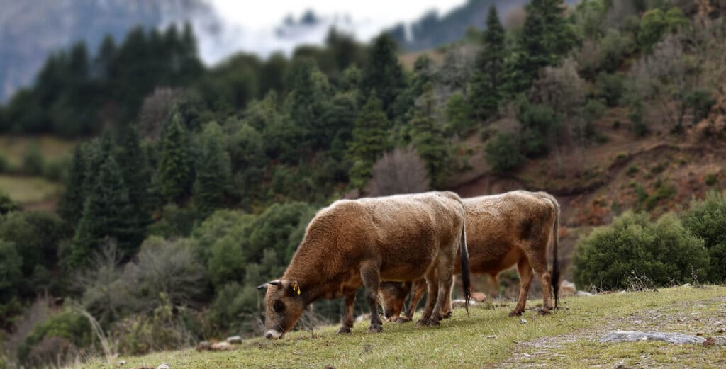 Καθυστέρηση στην πληρωμή της παρέμβασης Π3-70-1.5 καταγγέλλει η Ένωση Εκτροφέων Ελληνικής Βραχυκερατικής