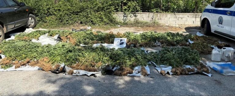 Εντοπίστηκαν 1.406 δενδρύλλια κάνναβης στην Καρδίτσα