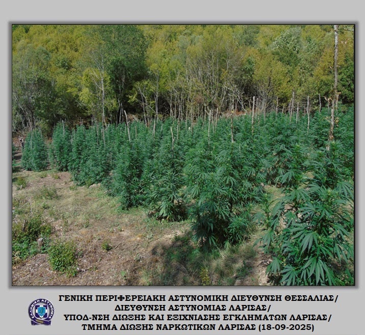 Εντοπίστηκαν 5.085 δενδρύλλια κάνναβης στον Όλυμπο – Δικογραφία για τρεις αλλοδαπούς