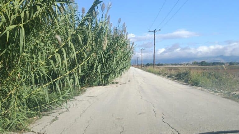 Επικίνδυνος ο δρόμος Λόγγος – Γλίνος λόγω χόρτων και καλαμιών