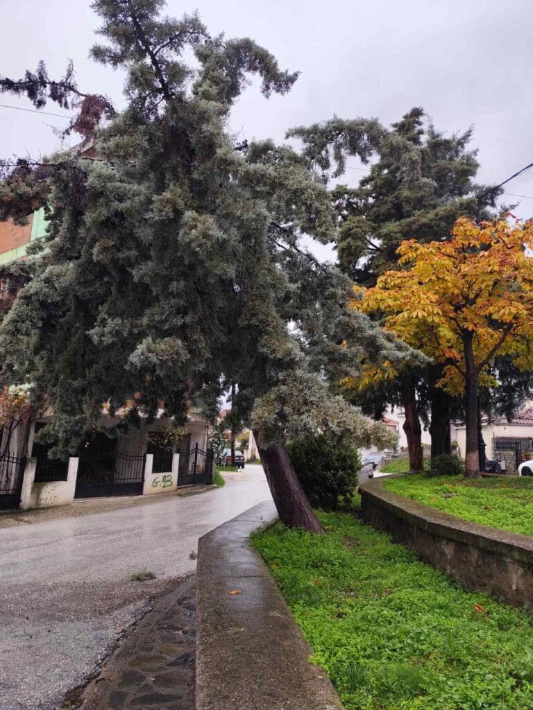 Κόπηκαν επικίνδυνα δέντρα στην πλατεία Μητέρας στα Μετέωρα