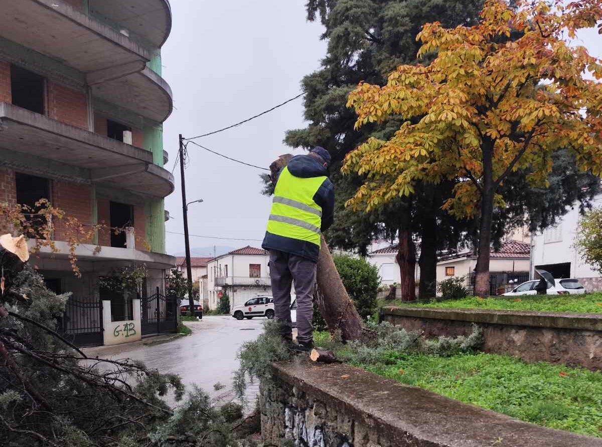 Κόπηκαν επικίνδυνα δέντρα στην πλατεία Μητέρας στα Μετέωρα