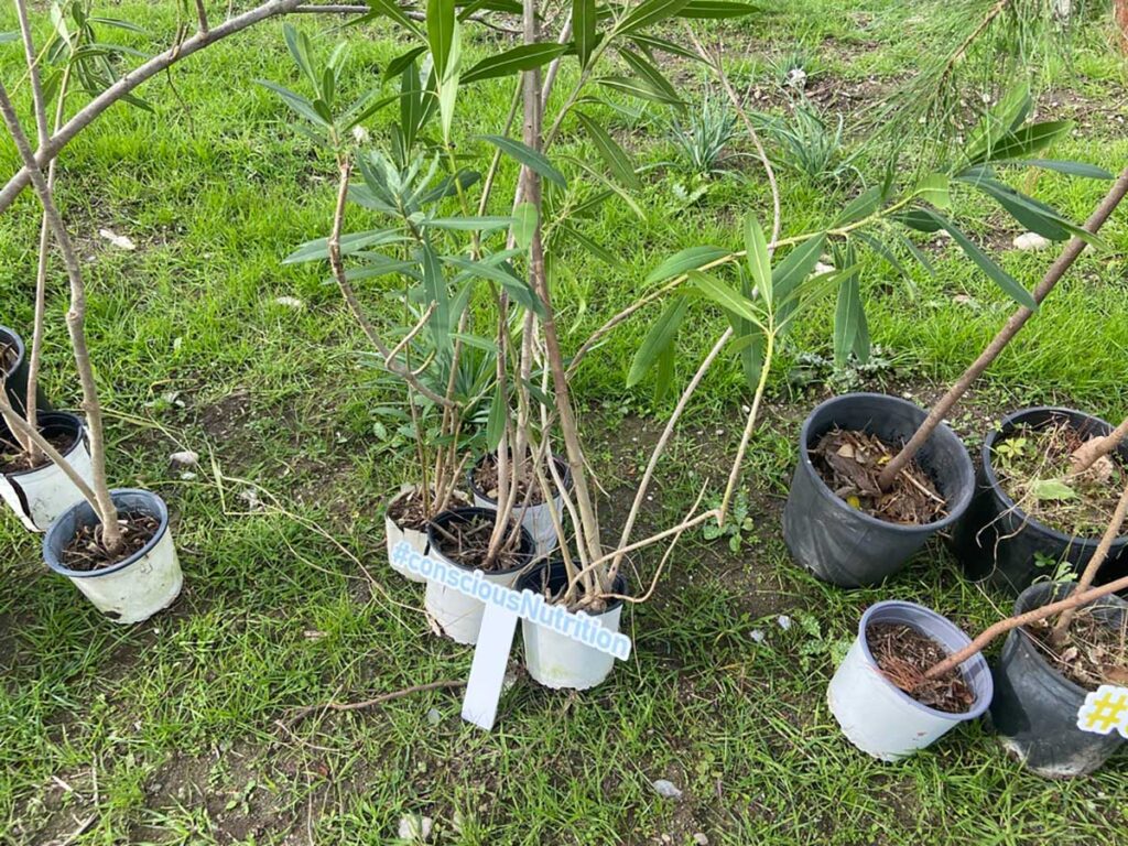 Τρίκαλα: Φυτεύτηκαν 70 νέα δέντρα στη Μεγάρχη