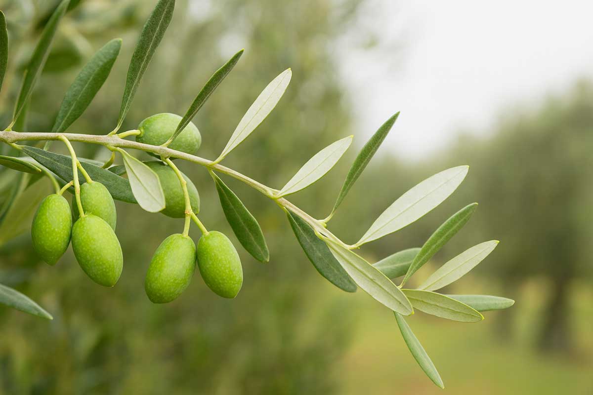 Η συμβολή της ελιάς στην οικονομία της Κρηνίτσας