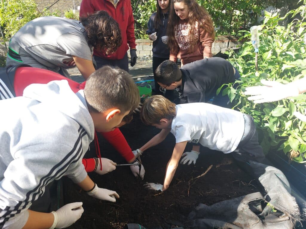 Μαθητές «εξορύσσουν» γλυκοπατάτες στον σχολικό κήπο