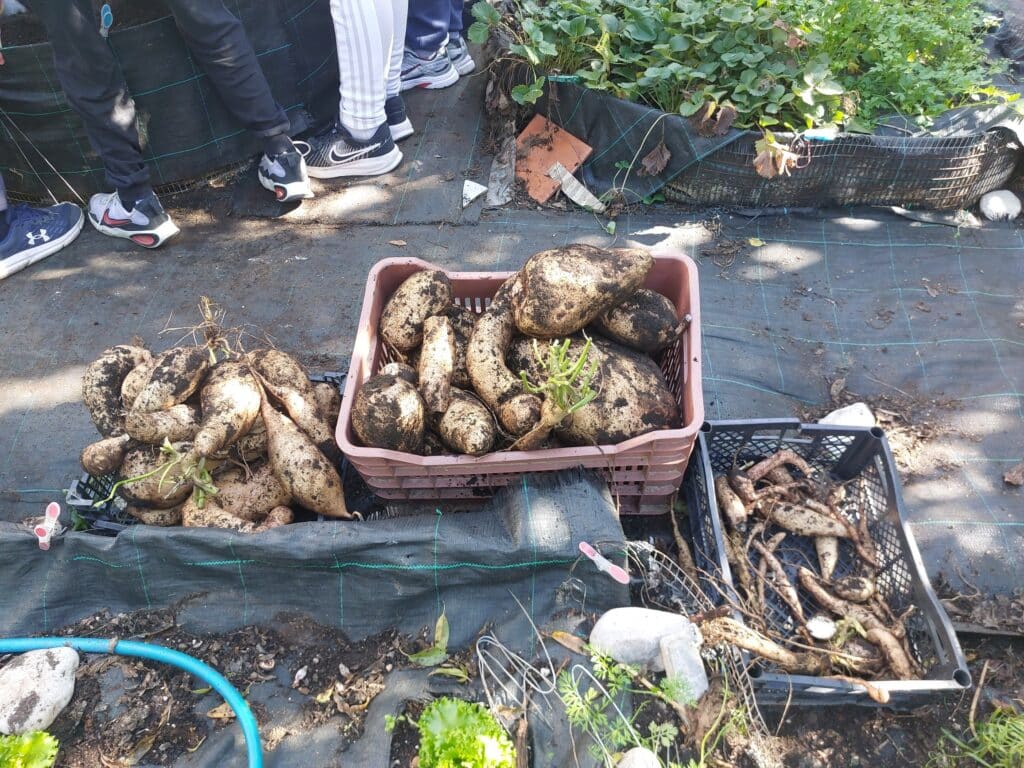 Μαθητές «εξορύσσουν» γλυκοπατάτες στον σχολικό κήπο