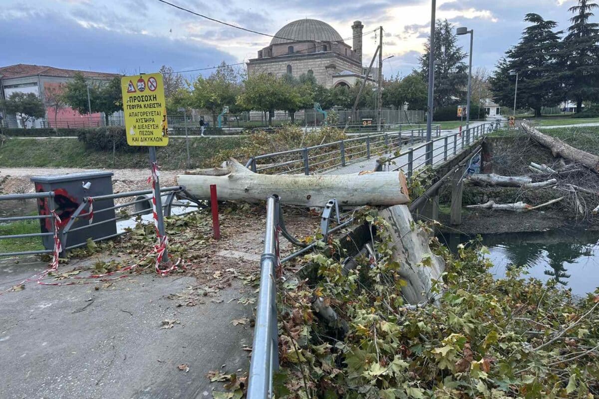 Το δέντρο, η γέφυρα και η πινακίδα που δεν πείθει κανέναν