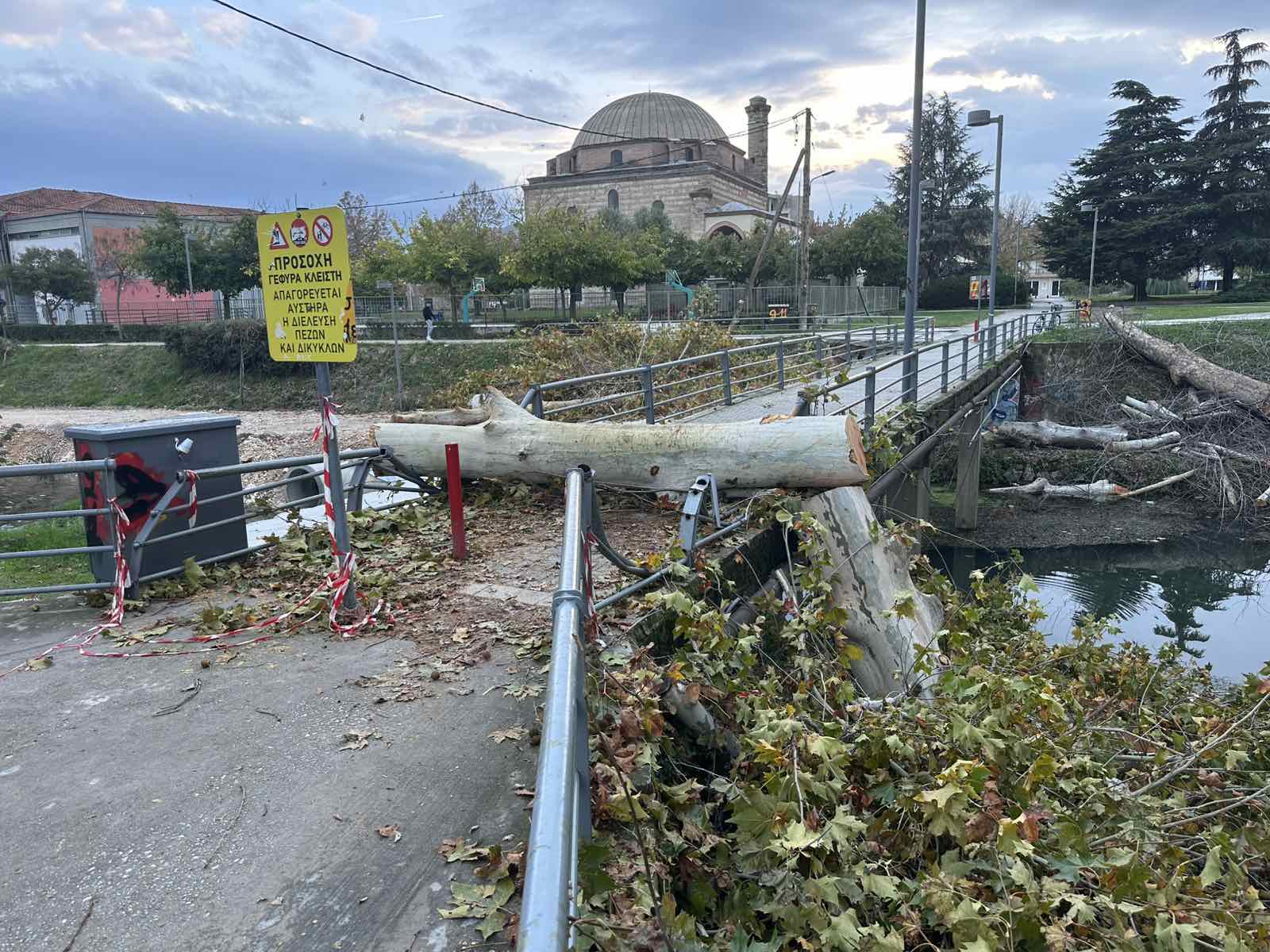 Το δέντρο, η γέφυρα και η πινακίδα που δεν πείθει κανέναν