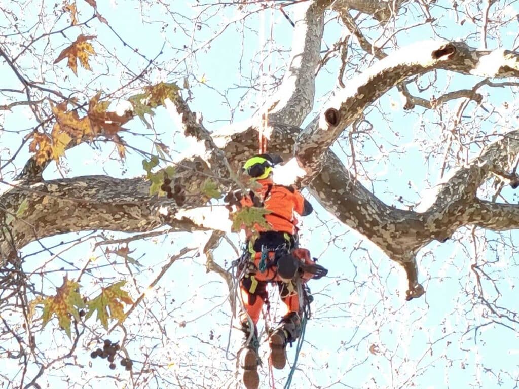 Σώθηκε ο ιστορικός πλάτανος στο Λεοντίτο – Άμεση επέμβαση Δήμου και Δασαρχείου