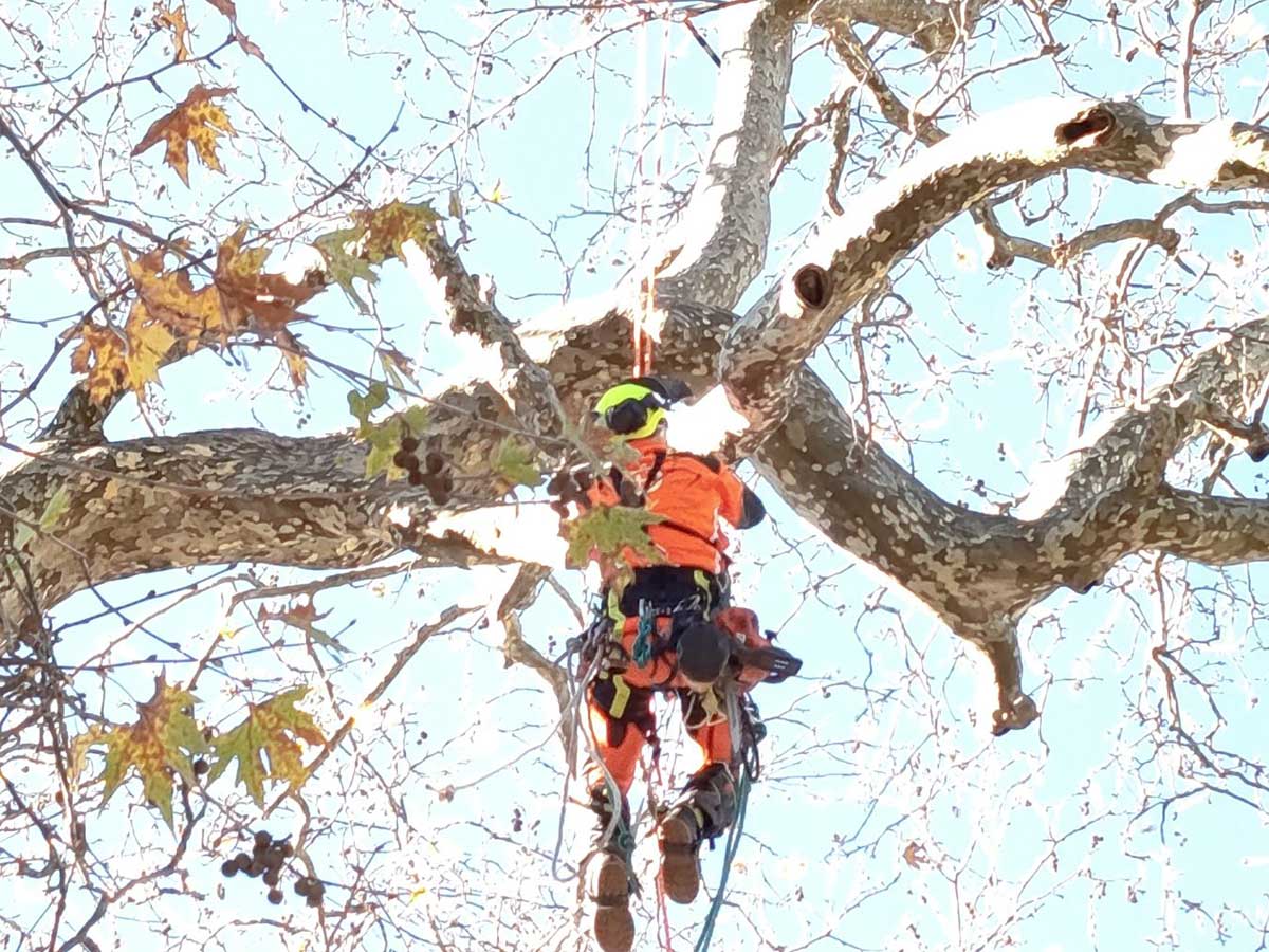 Σώθηκε ο ιστορικός πλάτανος στο Λεοντίτο – Άμεση επέμβαση Δήμου και Δασαρχείου