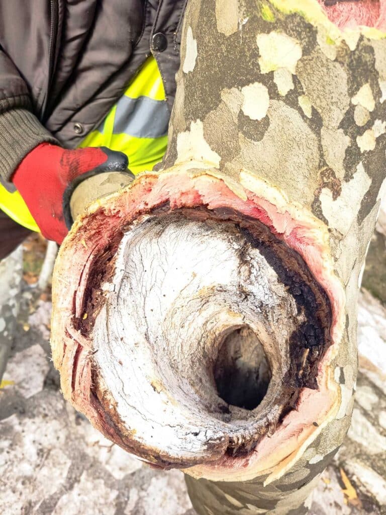 Σώθηκε ο ιστορικός πλάτανος στο Λεοντίτο – Άμεση επέμβαση Δήμου και Δασαρχείου