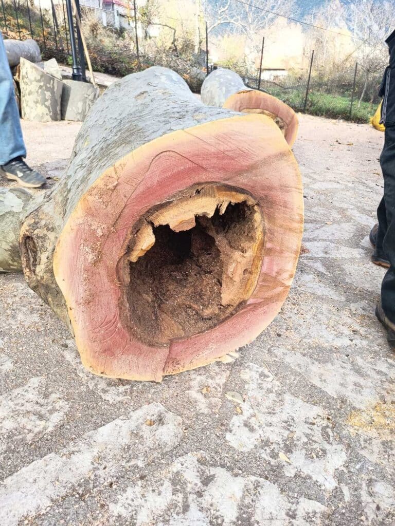 Σώθηκε ο ιστορικός πλάτανος στο Λεοντίτο – Άμεση επέμβαση Δήμου και Δασαρχείου