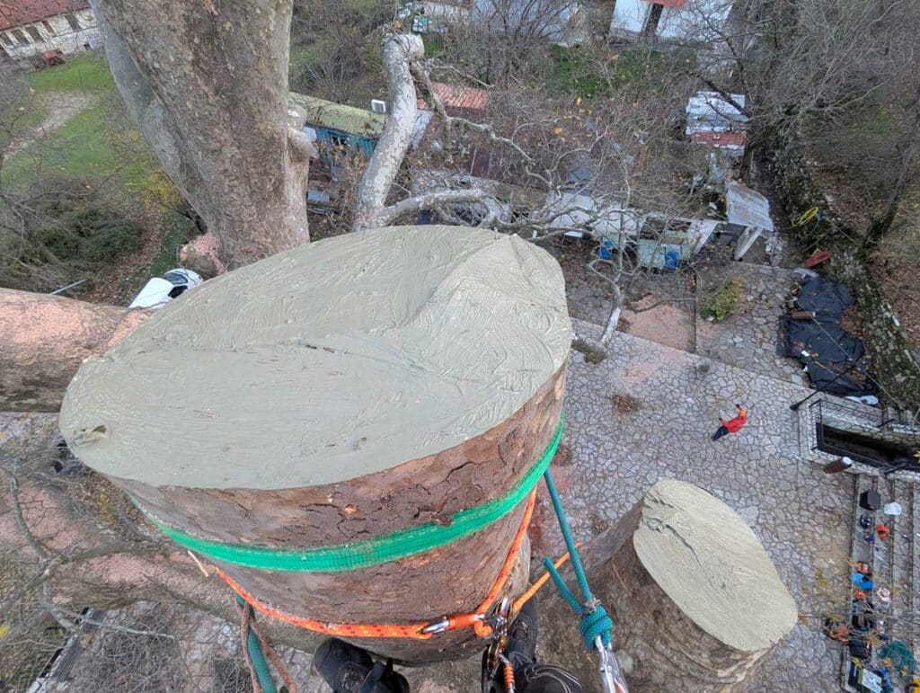 Σώθηκε ο ιστορικός πλάτανος στο Λεοντίτο – Άμεση επέμβαση Δήμου και Δασαρχείου