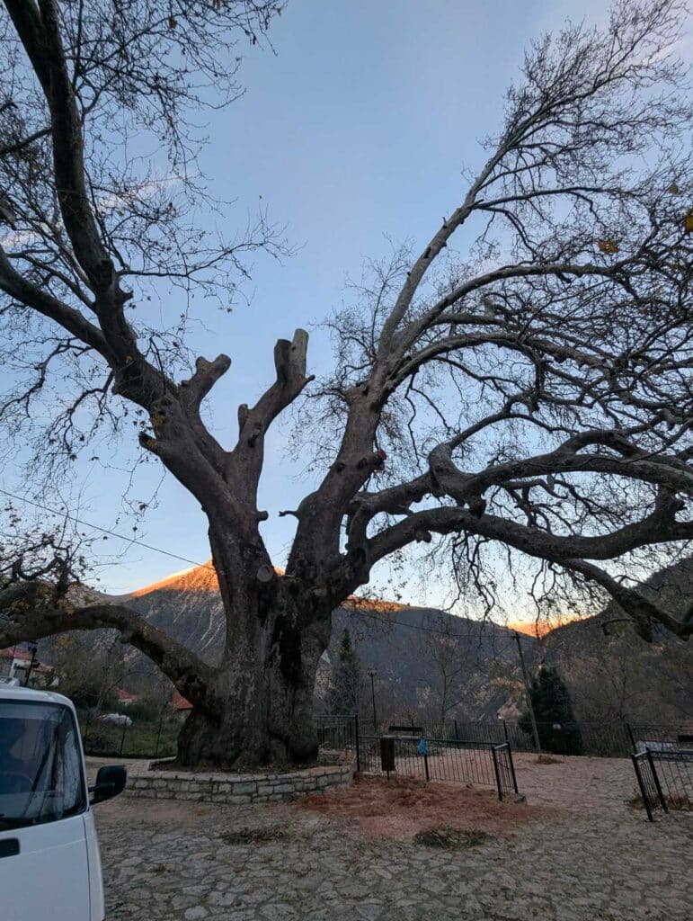 Σώθηκε ο ιστορικός πλάτανος στο Λεοντίτο – Άμεση επέμβαση Δήμου και Δασαρχείου