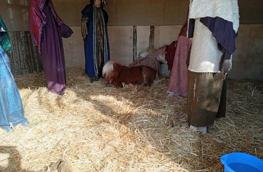 Καταγγελία της Φιλοζωικής Ομάδας Βόλου για έκθεση pony σε χριστουγεννιάτικο χώρο