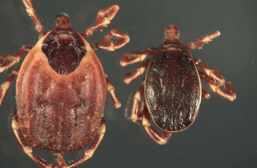 Τύρναβος: «Καμπανάκι» για τα τσιμπούρια στα βοοειδή – Κίνδυνος για τη δημόσια υγεία και την παραγωγή