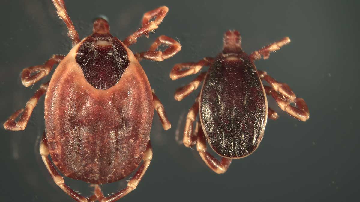 Τύρναβος: «Καμπανάκι» για τα τσιμπούρια στα βοοειδή – Κίνδυνος για τη δημόσια υγεία και την παραγωγή