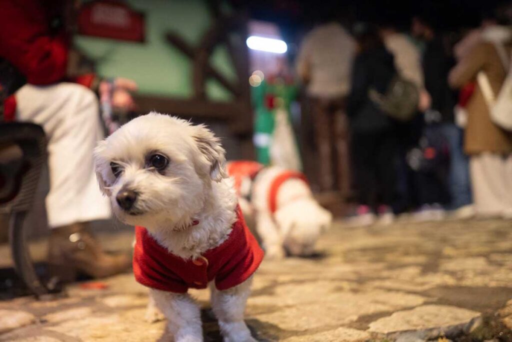Το αδιαχώρητο στον Μύλο των Ξωτικών