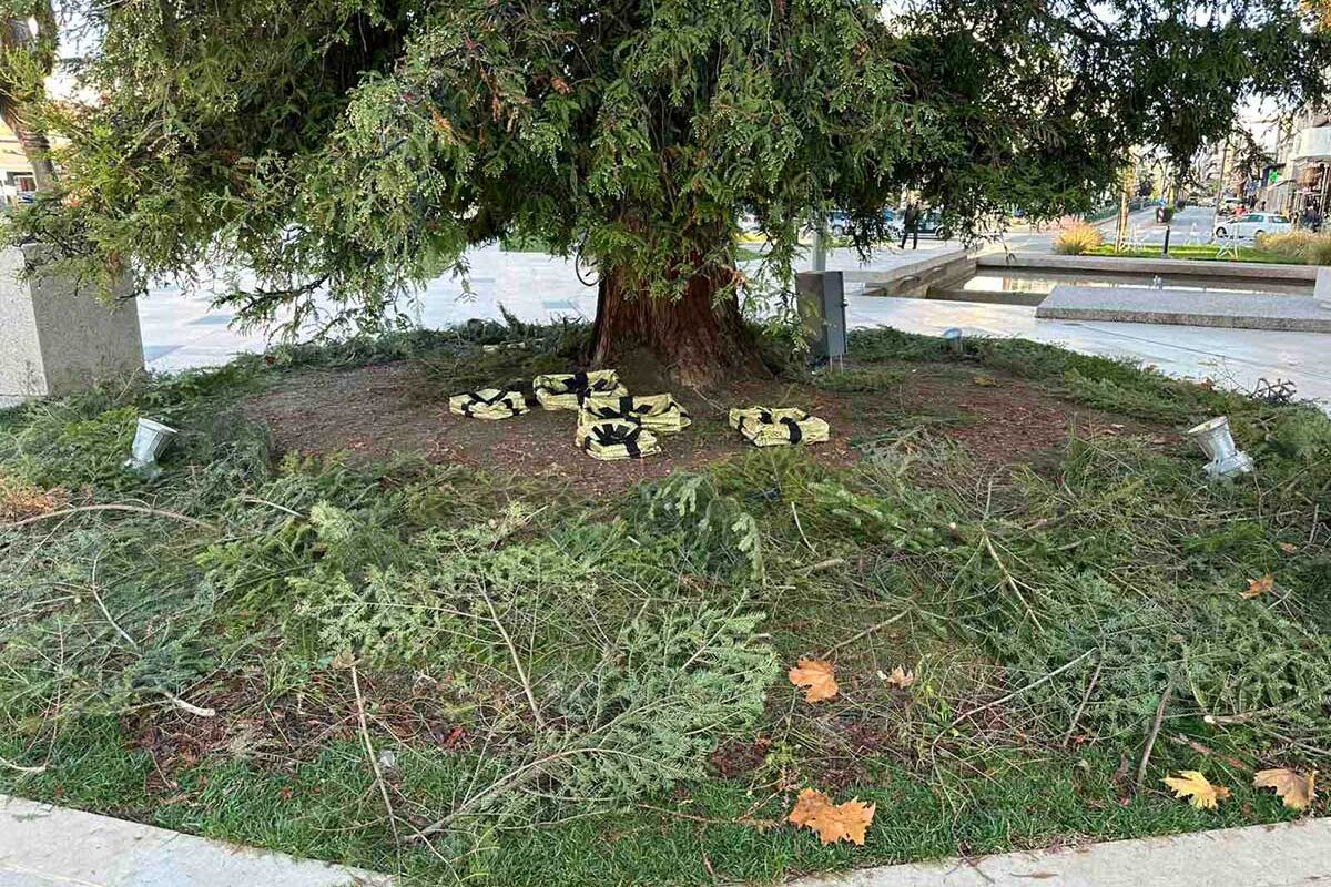 Τρίκαλα: Εικόνα εγκατάλειψης στο ψηλότερο φυσικό χριστουγεννιάτικο δέντρο