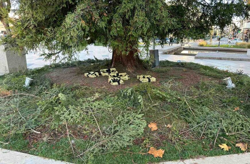 Τρίκαλα: Εικόνα εγκατάλειψης στο ψηλότερο φυσικό χριστουγεννιάτικο δέντρο