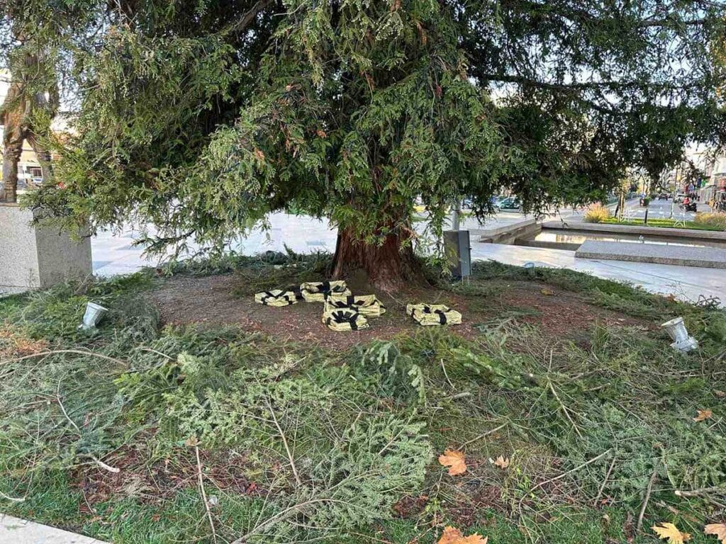 Τρίκαλα: Εικόνα εγκατάλειψης στο ψηλότερο φυσικό χριστουγεννιάτικο δέντρο