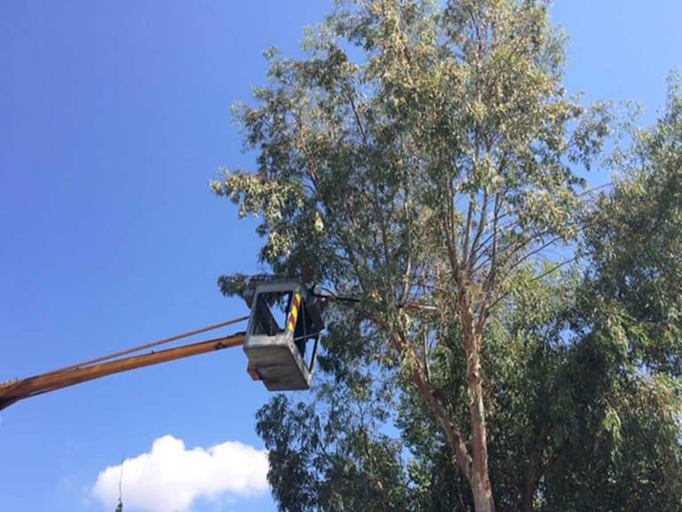 Κλειστή αύριο 5 ώρες η οδός Ριζαριού για κλάδεμα