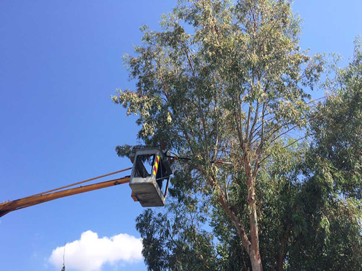 Κλειστή αύριο 5 ώρες η οδός Ριζαριού για κλάδεμα