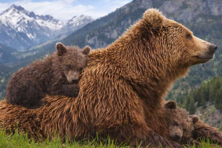 Καφέ αρκούδα με τα μικρά της σε ορεινή περιοχή της Πίνδου, σε φυσικό περιβάλλον άγριας ζωής στην Ελλάδα