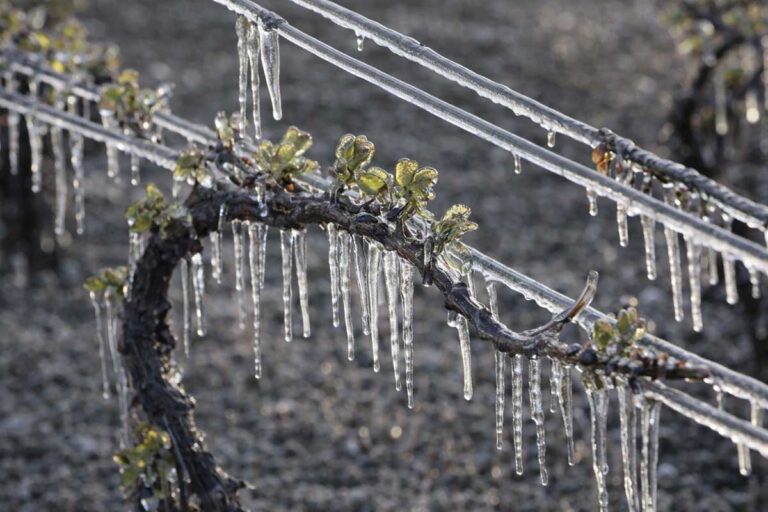 Πληρωμή 6,4 εκατ. ευρώ από τον ΕΛΓΑ για ζημιές από τον παγετό Άνοιξη 2025