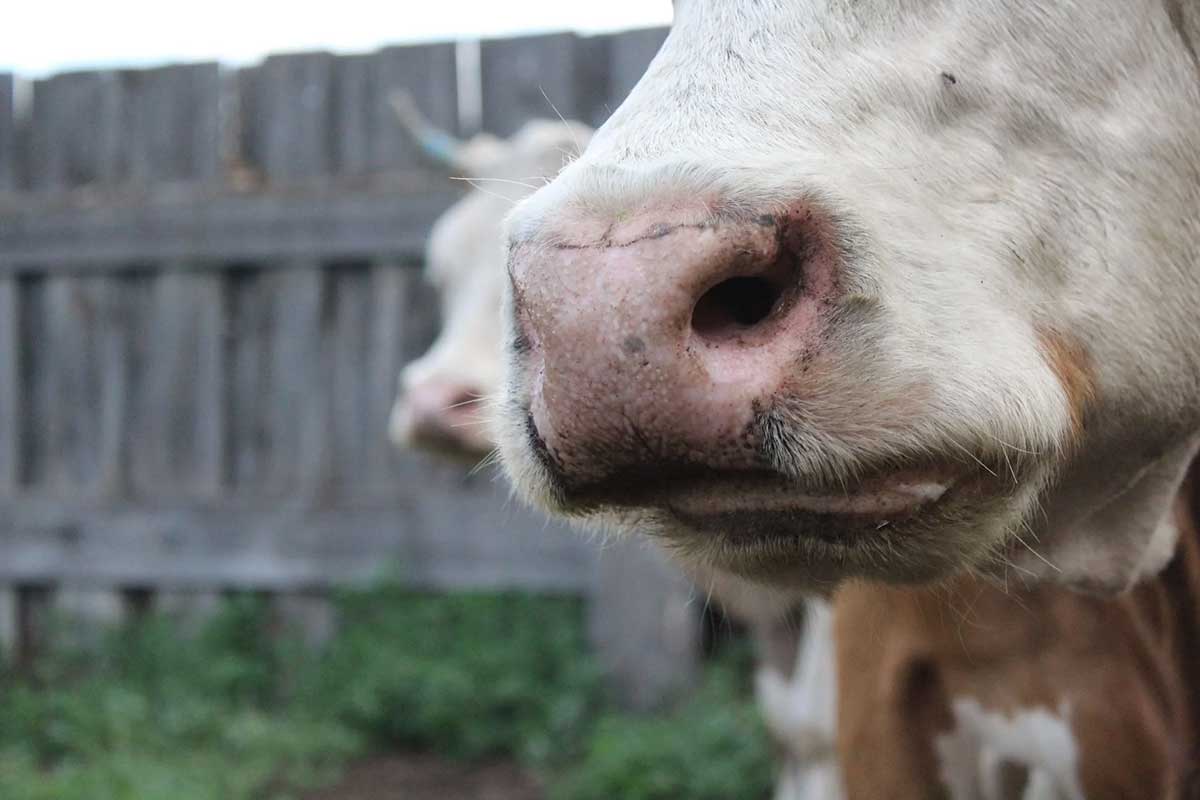 Αφθώδης πυρετός: 13 κρούσματα στη Λέσβο