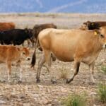 Αφθώδης πυρετός στη Λέσβο: Νέα κρούσματα, σκληρά μέτρα ενόψει Πάσχα