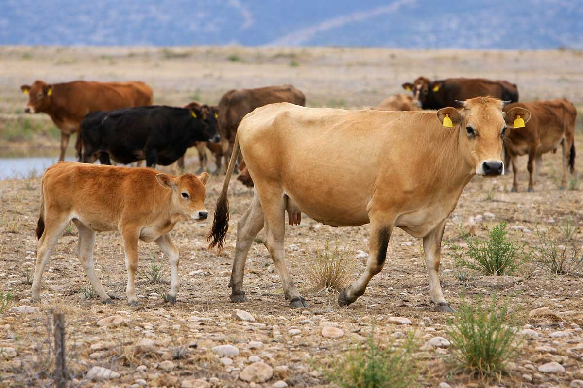 Αφθώδης πυρετός στη Λέσβο: Νέα κρούσματα, σκληρά μέτρα ενόψει Πάσχα