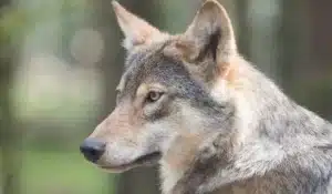 Λύκοι εμφανίστηκαν ανάμεσα σε Γόμφους και Μουζάκι