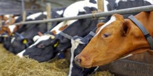 βοοειδή σε στάβλο κατά τη σίτιση – κτηνοτροφία και μέτρα για αφθώδη πυρετό