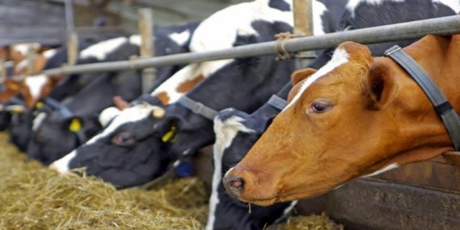 Αφθώδης πυρετός: Κρούσμα στη Λέσβο – Σε εφαρμογή αυστηρά μέτρα