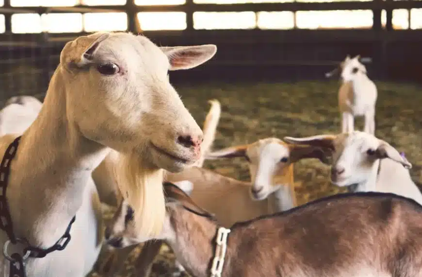 Λαζαρίδης: Μέτρα και αποζημιώσεις για αφθώδη και ευλογιά