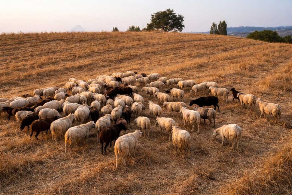 Ευλογιά και αφθώδης πυρετός: Καμία χαλάρωση ενόψει Πάσχα