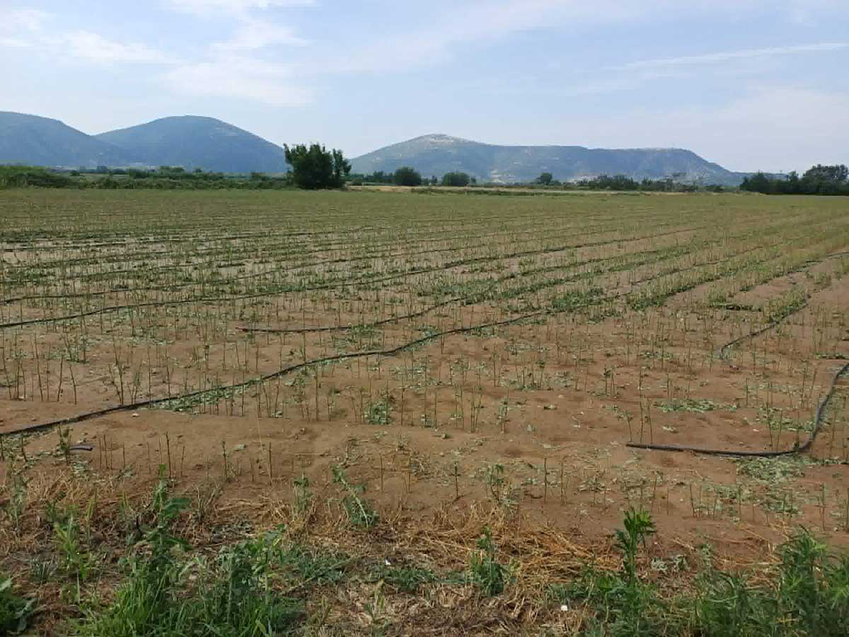 Φαρκαδόνα: Αυτοψία στις καλλιέργειες μετά το χαλάζι