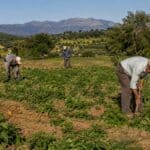 44,77 εκατ. ευρώ σε 208 ομάδες παραγωγών
