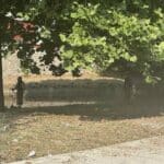 Μάχη με τα χόρτα στον Ληθαίο – Παρεμβάσεις από την Υπηρεσία Πρασίνου