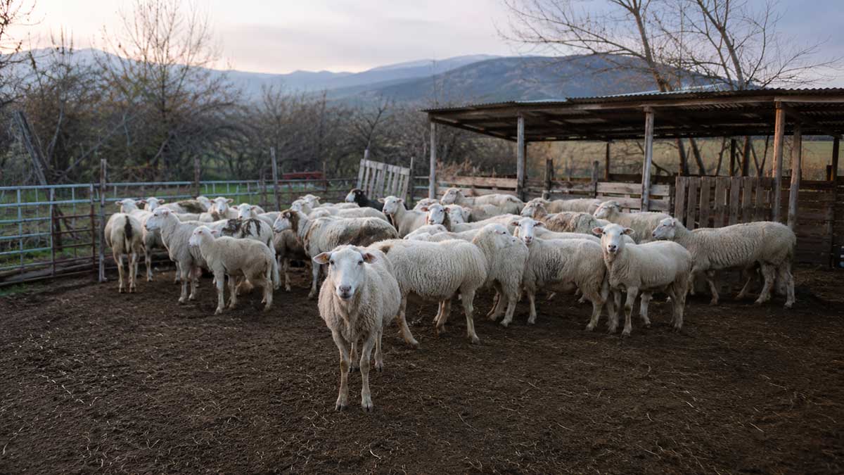 Τρίκαλα: Νεκρά πρόβατα στον Λόγγο – Ανησυχία στα χωριά