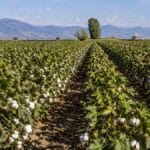 Αυξημένες συλλήψεις ρόδινου σκουληκιού σε Φαρκαδόνα, Ζάρκο και Πηνειάδα